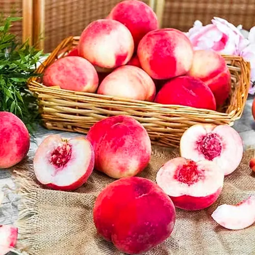 Персик для средней полосы Фиделия