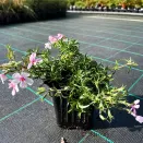 Флокс шиловидный Эпл Блоссом № 3