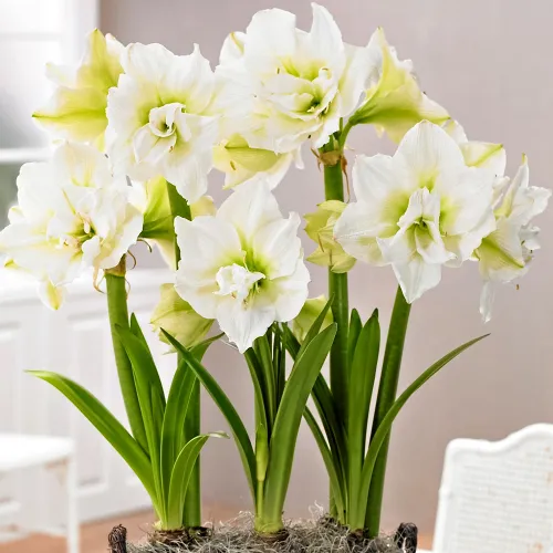 Амариллис (гиппеаструм) Вайт Пикок