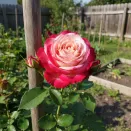 Роза штамбовая Дабл Делайт № 5