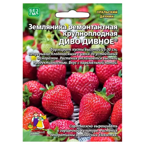 Земляника ремонтантная Диво дивное Уральский дачник