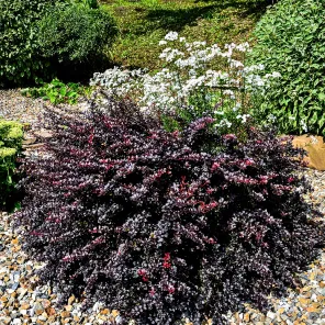 Барбарис Тунберга карликовый Конкорд