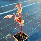 Дерен белый Элегантиссима № 2