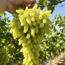 Виноград Азия № 1