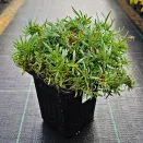 Гипсофила ползучая Кнюддель № 2