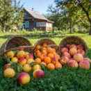 Сверхвыгода! Комплект "Северный плодовитый" из 3 сортов № 1