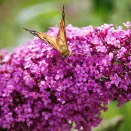 Буддлея Давида раннецветущая Пинк Пантер № 3