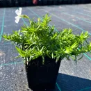 Флокс шиловидный Вайт Делайт № 3