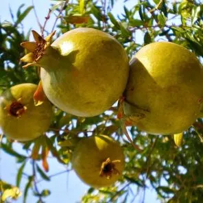 Гранат сладкий Желтый