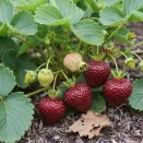Земляника крупноплодная темная Бейхан, 5 саж. № 2