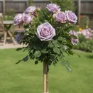 Роза штамбовая Индиголетта № 5