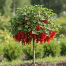 Смородина красная на штамбе Мармеладница № 1