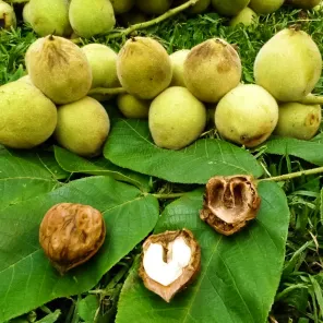 Орех Сердцевидный