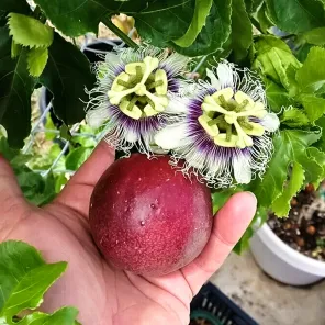 Маракуйя (пассифлора язычковая) Гранадилла