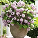 Дейция Распберри Сандей № 1