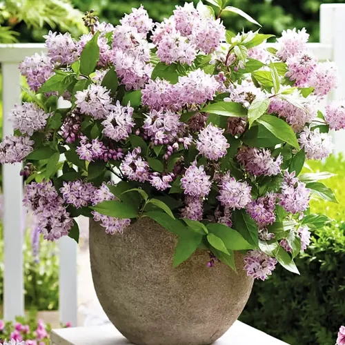 Дейция Распберри Сандей