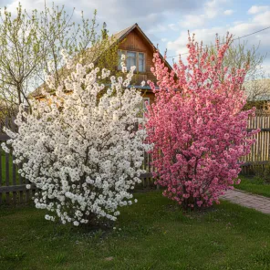 Сверхвыгода! Комплект раннецветущих экзотических кустарников "Пробуждение сада" из 2 сортов