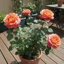 Роза чайно-гибридная миниатюрная Ча Ча № 3