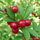 Афлоцеразус (вишня персиковая) № 1