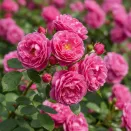 Роза канадская Морден Сентенниал № 2