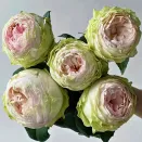 Роза чайно-гибридная премиум Пинки Пай № 2