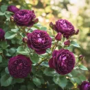 Роза английская Манстед Вуд № 1