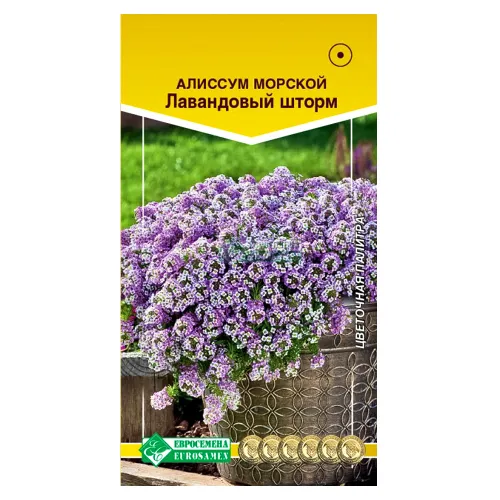 Алиссум морской Лавандовый шторм Евросемена