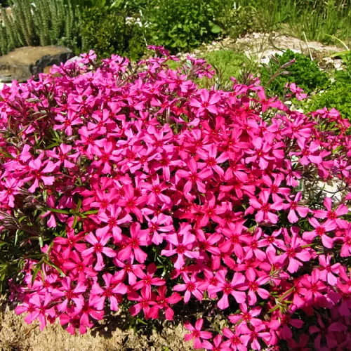 Флокс шиловидный Атропурпуреа