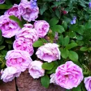 Роза канадская ароматная Васагейминг № 4