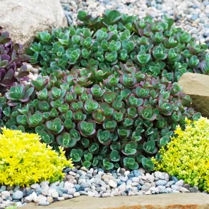 Очиток (седум) гибридный Санспарклер Лайм Зингер