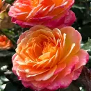 Роза флорибунда Метеор № 3