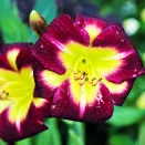 Лилейник Найт Бекон № 2