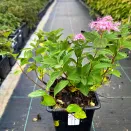 Спирея японская Литтл Принцесс № 2