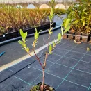 Ива с разноцветными листьями Хакуро Нишики № 3