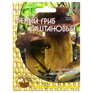 Белый гриб каштановый Поиск