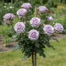 Роза штамбовая Индиголетта № 3