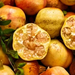 Гранат комнатный Денте ди Кавалло