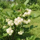 Голубика Белоплодная № 1