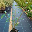 Ива японская розовая Маунт Асо № 2