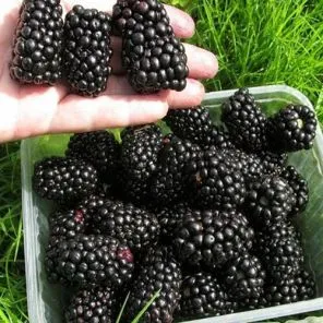 Ежевика Натчез