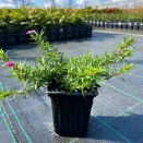 Флокс шиловидный Атропурпуреа № 3