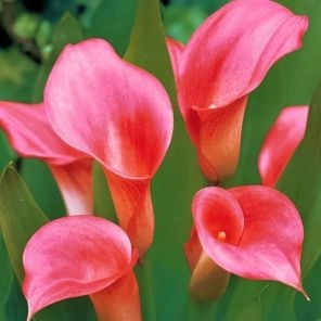 Калла Капитан Романс