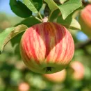 Яблоня Карнавал № 2