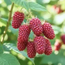 Ежемалина с мягкими шипами Логанберри № 1