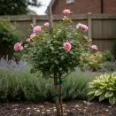 Роза штамбовая Ангела № 5