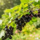 Йошта Моро № 2