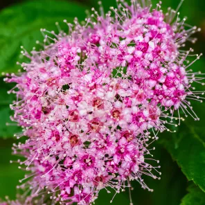 Спирея японская Литтл Принцесс