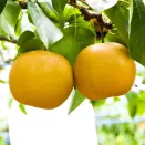 Яблоко-груша (груша японская) Нихоннаси № 2