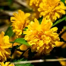 Керрия японская Пленум (Пленифлора) № 2