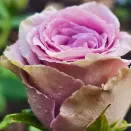 Роза чайно-гибридная нераскрывающаяся Византия № 1